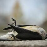Tragedy Strikes :MD birding dead bodies found…Police say